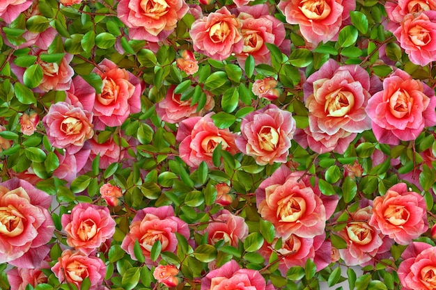 Flowers Background Flowers Picture