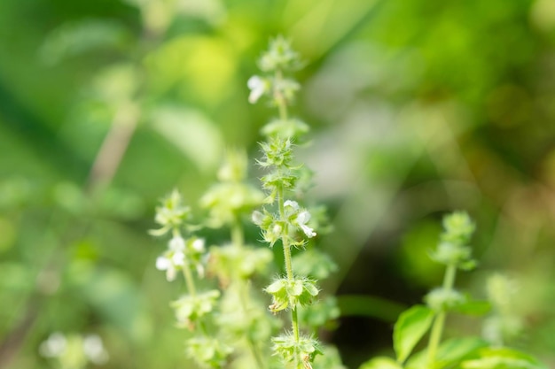 Flowers of basil leaves in the organic garden