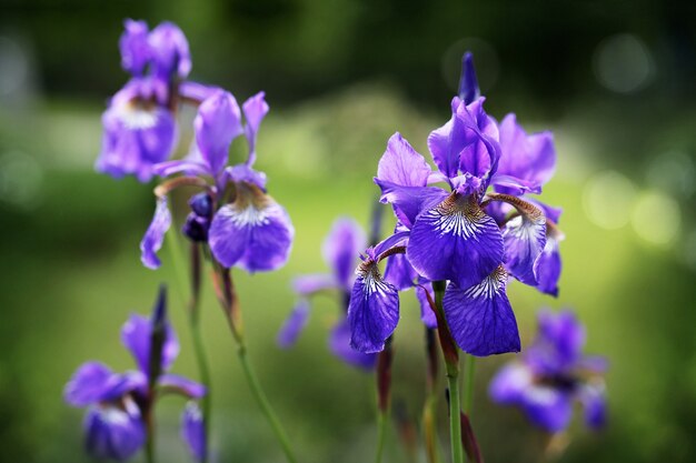 Flowers of a bearded iris on a summer sunny day.