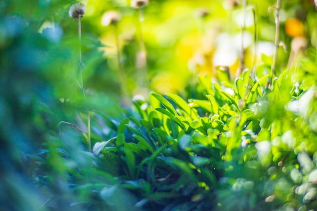 Flowers in a bed near the house Beautiful natural countryside landscape with strong blurry background