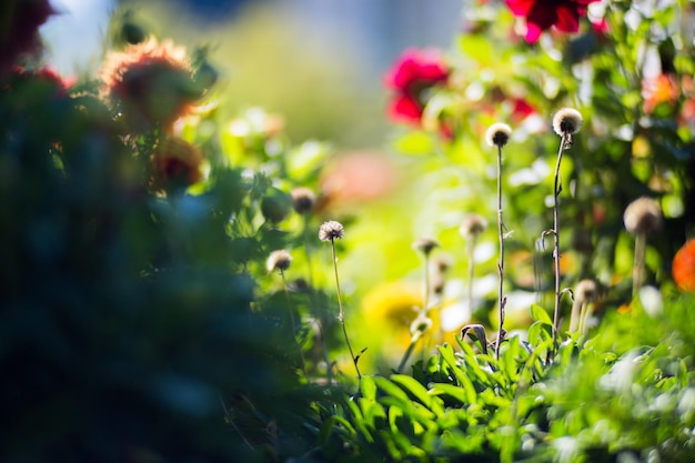 Flowers in a bed near the house Beautiful natural countryside landscape with strong blurry background