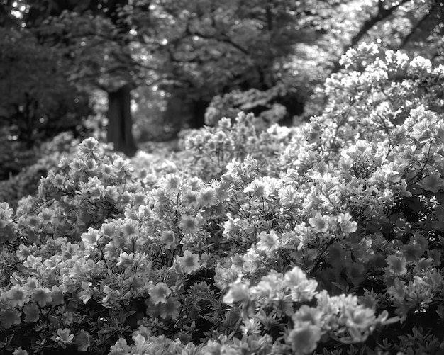 Flowers black and white photo background Summer flowers close view