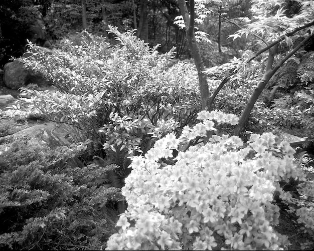 Flowers black and white photo background Summer flowers close view