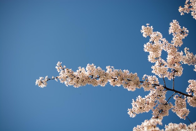 Flowers bloom in the spring in trees