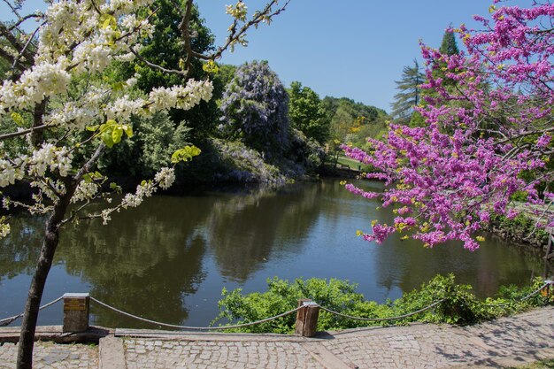 Flowers bloom in the spring in trees