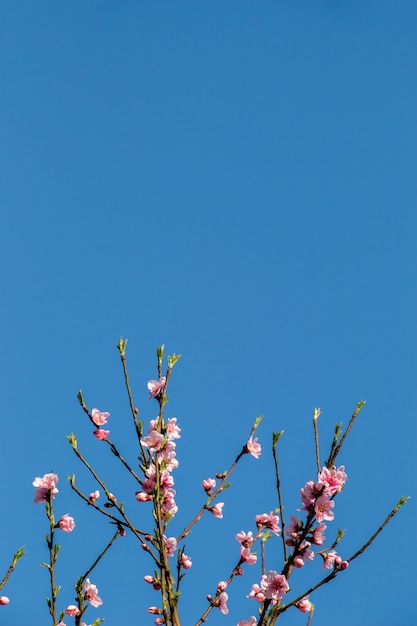 Flowers bloom in the spring in trees