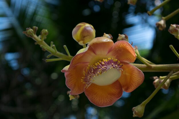 Flowers bloom with blurred backgrounds.