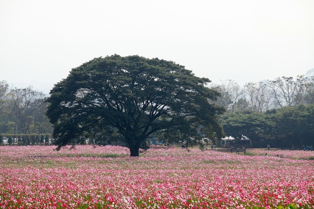 The flowers bloomed very beautifully.