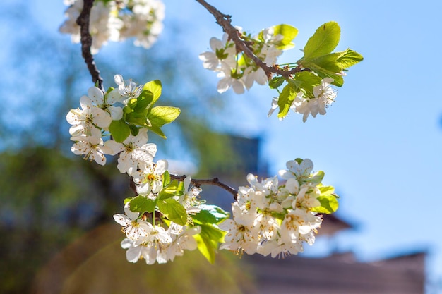 Flowers blooming apple tree in the farm garden the sun enlightens