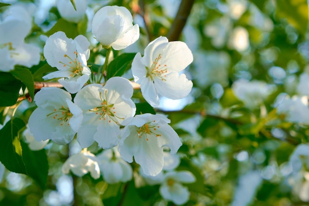 Flowers of a blooming Apple tree at sunset in the warm rays of the sun.