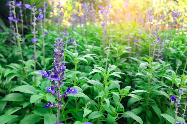 Flowers blooming in the garden in the morning