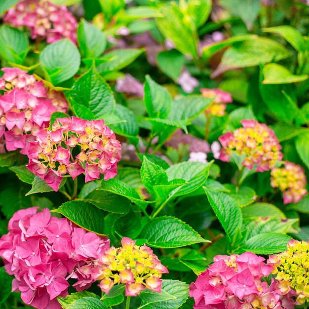 Flowers blossom on sunny day. Flowering hortensia plant. Pink Hydrangea macrophylla blooming in spring and summer in a garden.