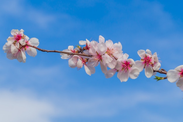 Flowers of blossoming almond plant in early spring