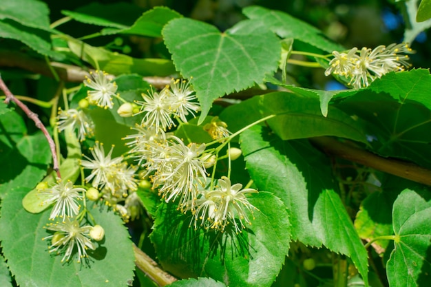 Flowers of a blossoming linden tree used for making medicinal tea natural background Closeup