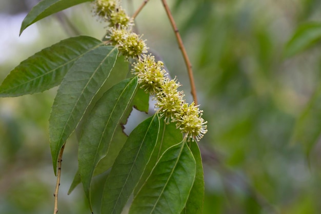 Flowers Blossoming Tree Linden Tree Spring selective focus