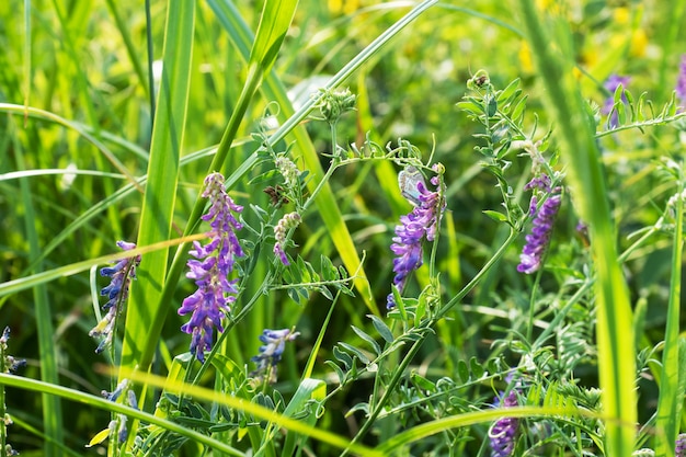 Flowers blue of common melilot