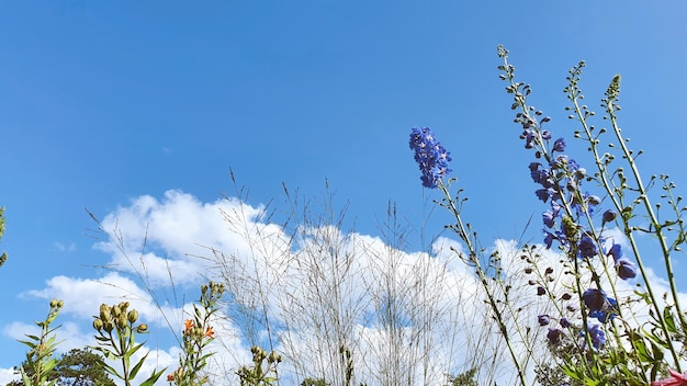 Flowers and blue sky