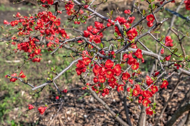 Flowers in the Botanical Garden of Odessa Ukraine