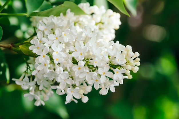 Flowers and buds of lilac blooming on branch 