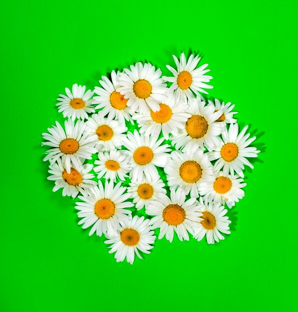 Flowers of camomiles on a green plate on a green background