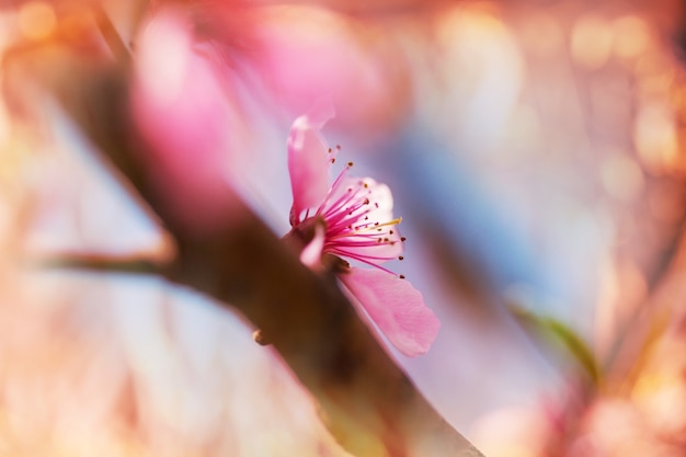 Photo flowers of the cherry blossoming in the spring garden