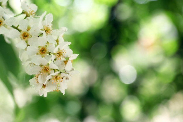 Flowers of the cherry blossoms on a spring day