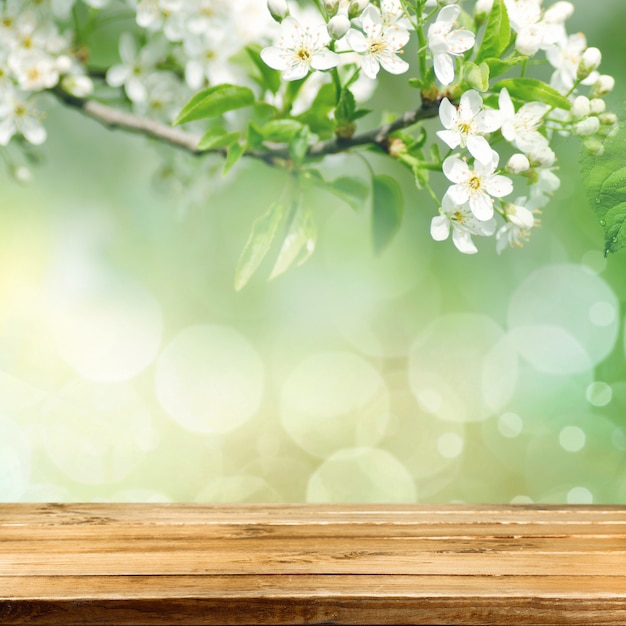 Flowers of the cherry blossoms on a spring day