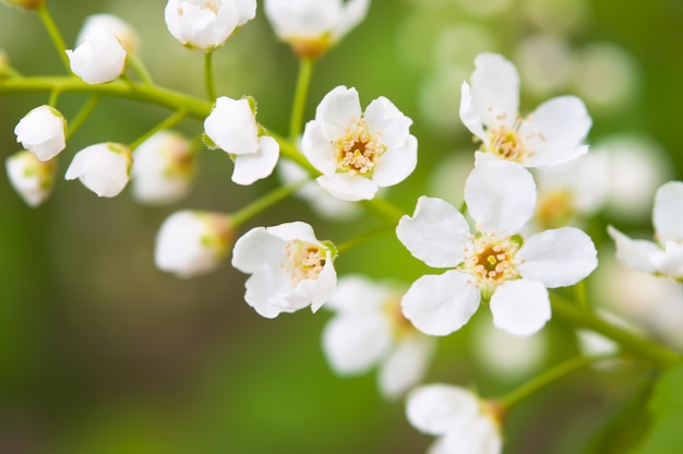 Flowers of the cherry blossoms on a spring day