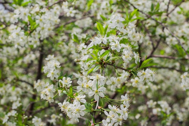 Flowers of the cherry blossoms