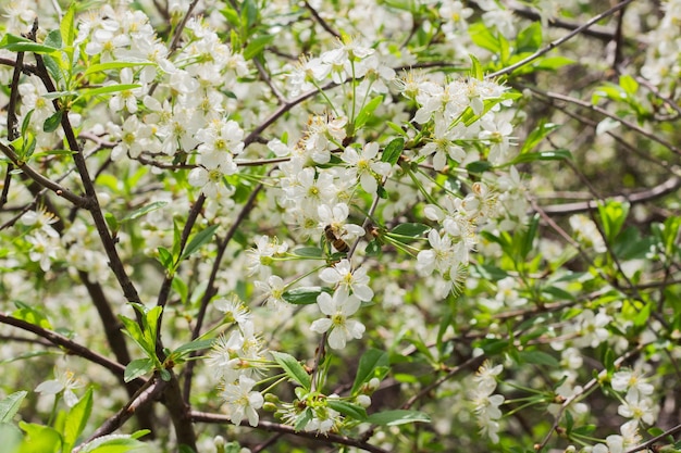 Flowers of the cherry blossoms