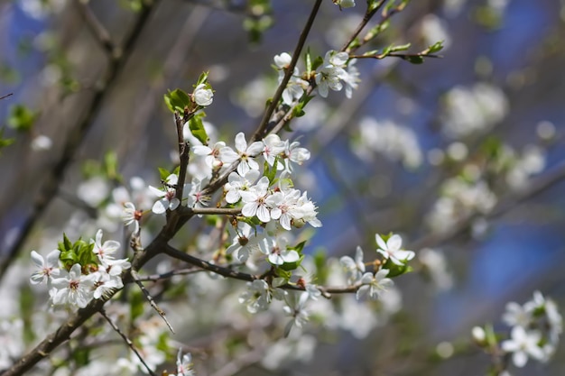 Flowers of the cherry tree Spring blossoms on a sunny day