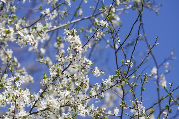 Flowers of the cherry tree Spring blossoms on a sunny day