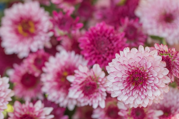 flowers chrysanthemum for background