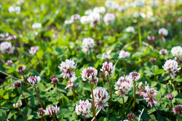 The flowers of clover blooming in a garden