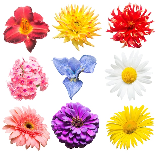 Flowers collection of assorted phlox, gerbera, iris, chamomile, dahlia, day-lily, lily, zinnia isolated on white background. Flat lay, top view