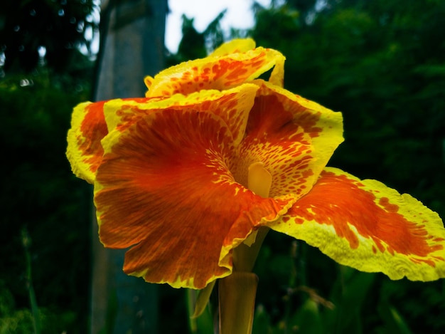 flowers in a colorful landscape formal garden Beautiful garden