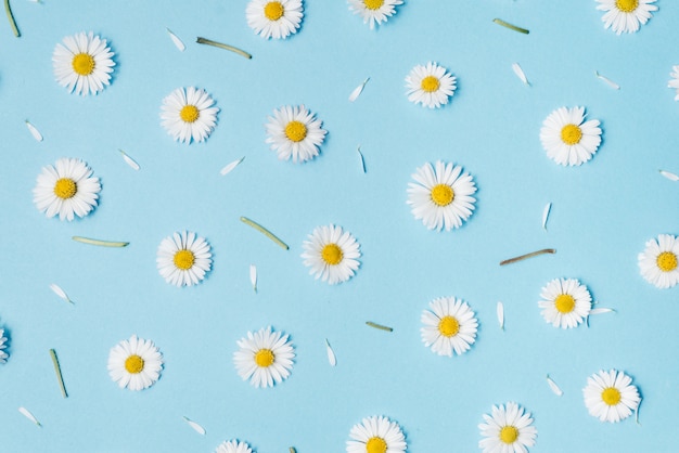 Flowers composition. Chamomile flowers on pastel blue