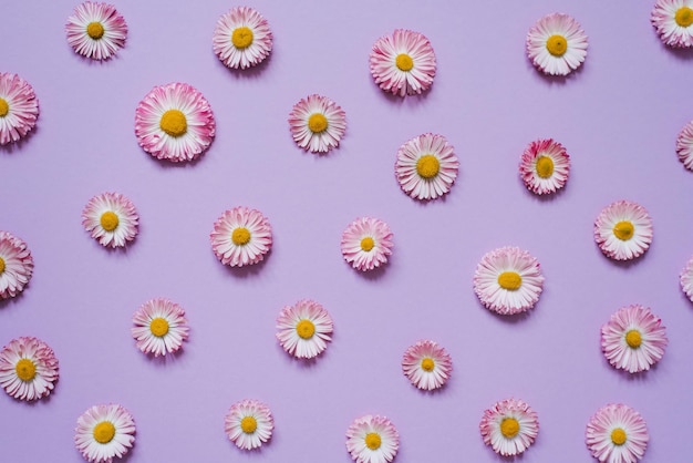 Flowers composition of chamomile petals on pastel lilac background Spring summer concept Flat lay top view copy space