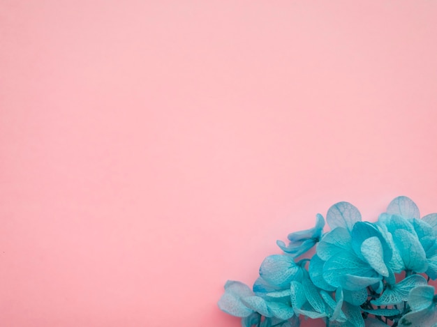 Flowers composition. Frame made of blue flowers hydrangea on pink background. Valentines day, mothers day and womens day concept. Flat lay, top view.