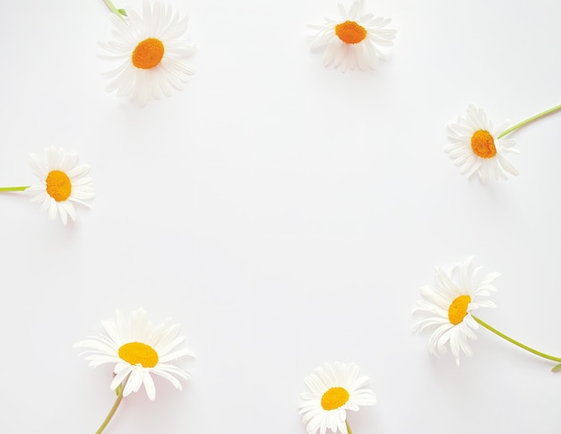 Flowers composition. Frame made of white chamomile flowers on white background. Wedding day, mothers day and womens day concept. Flat lay, top view.