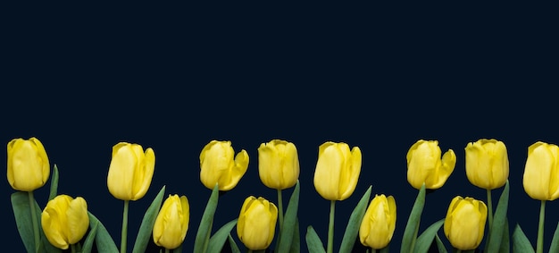 Flowers composition frame made of yellow tulips on blue background valentines day mothers day and