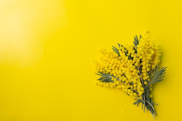 Flowers composition Mimosa flowers on yellow background Spring concept Flat lay top view