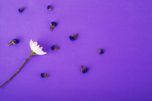 Flowers composition. Pattern made one white flower and dried flowers among on very peri background. Flat lay, top view, copy space. minimalism, valentine, a symbol of love