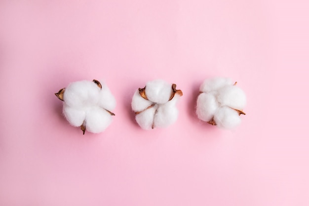 Flowers composition on pink desk with cotton. Flat lay, top view, copy space.