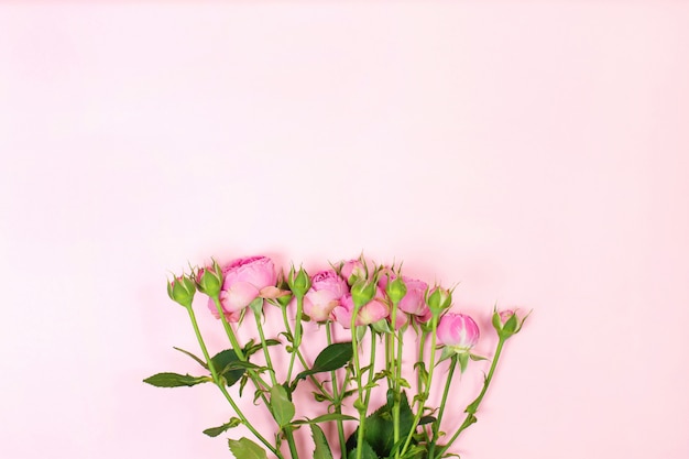 Flowers composition. Pink rose flowers. Flat lay, copyspace