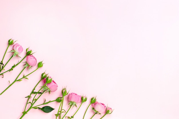 Flowers composition. Pink rose flowers. Flat lay, copyspace