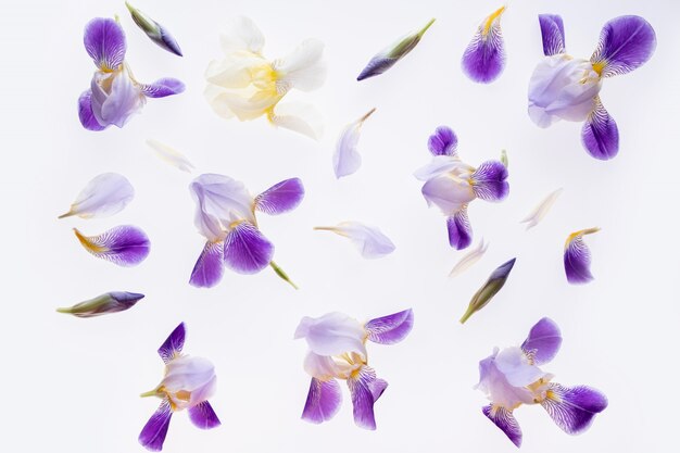 Flowers composition. Purple flowers irises on white marble.