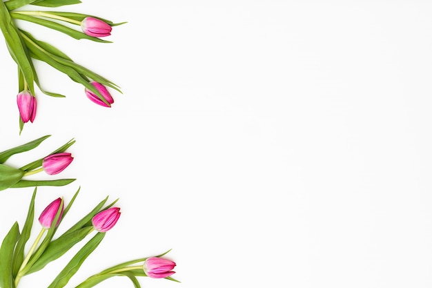 Flowers composition. Tulip flowers on white background. Spring concept. Flat lay, top view, copy space