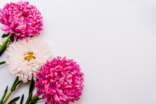 Flowers composition Violet and purple flowers on white background Spring easter concept Summer delicate blooming leaves and blossoming flowers pastel and soft bouquet floral card