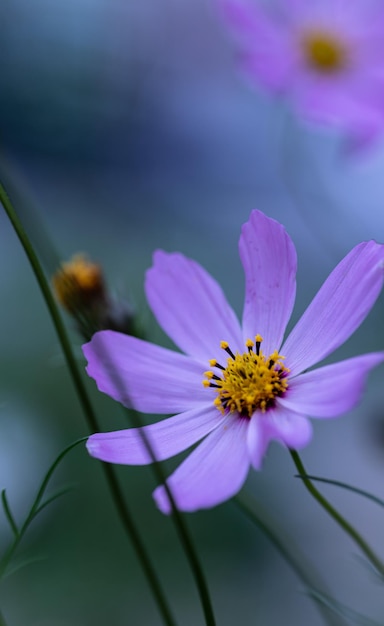 Flowers of cosmea macro Purple flowers with a yellow center are close